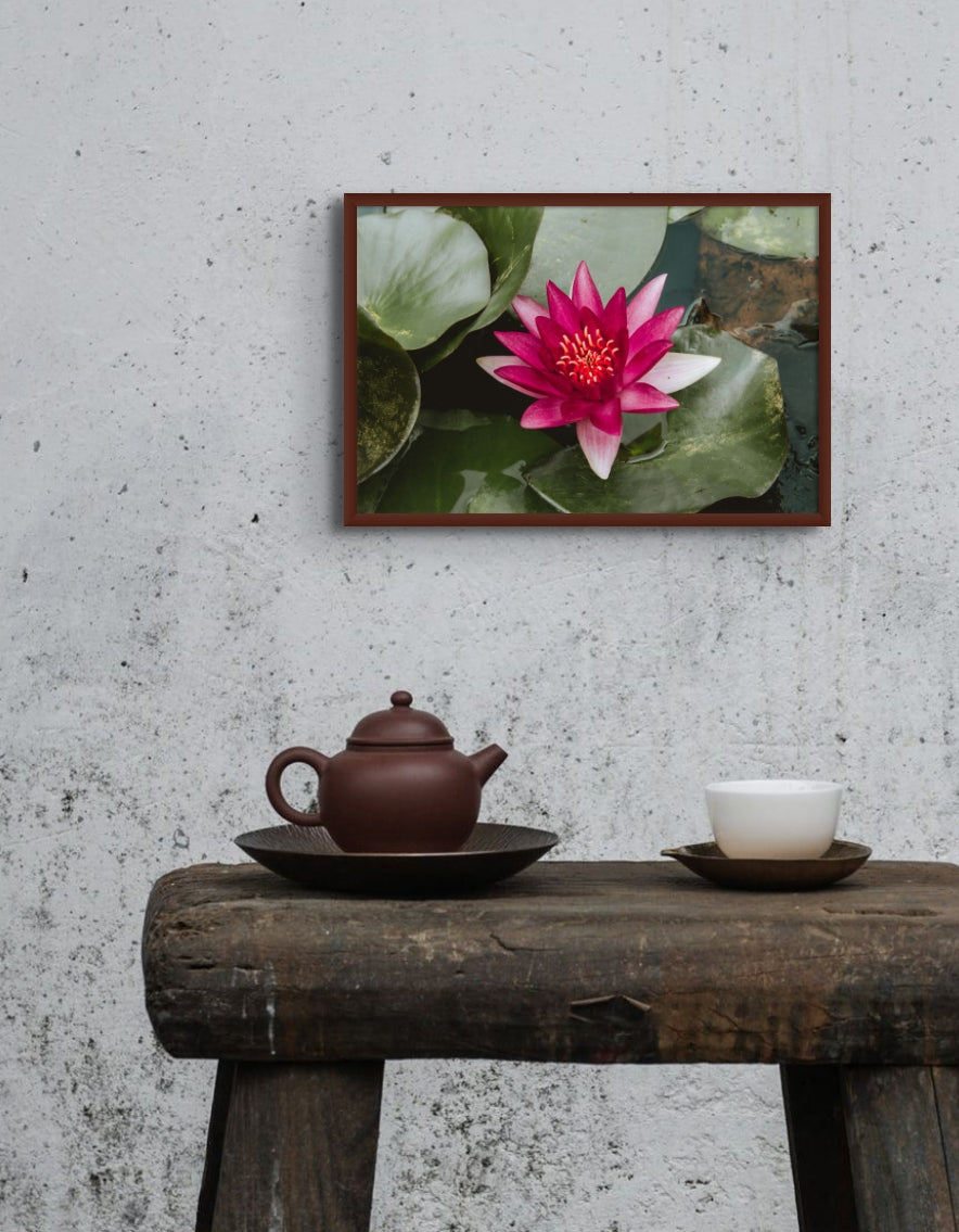 Water Lily
