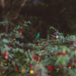 Colibri Rolo