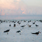 Laughing Gulls & Black Skimmers at Happy Hour