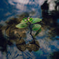 Clarity