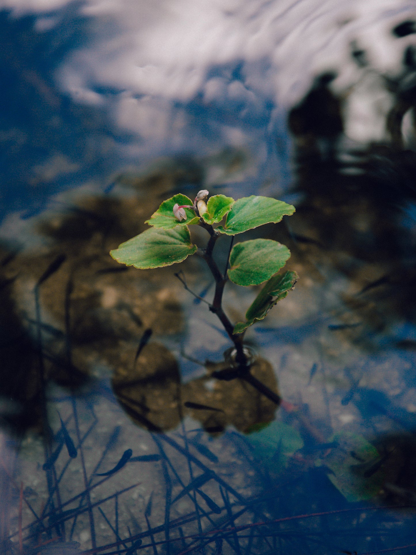 Clarity