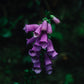 Wild Dewy Foxglove