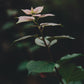 Gentleness
