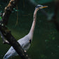 Morikami's Great Blue Heron