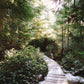 Journey of a Forest Fairy