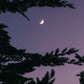 Luna de Lila