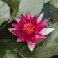 Water Lily