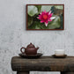 Water Lily
