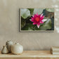 Water Lily